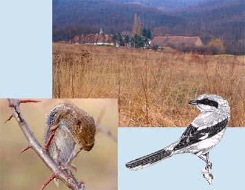 Zur Seite Impressionen - Neuntöter