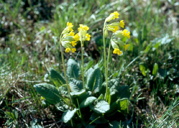 Frühlingsboten